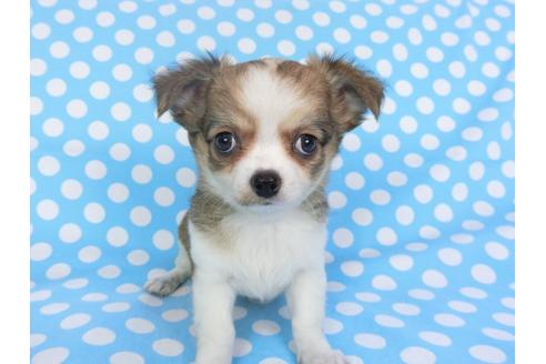 成約済の千葉県のチワワ(ロングコート)-98484の1枚目